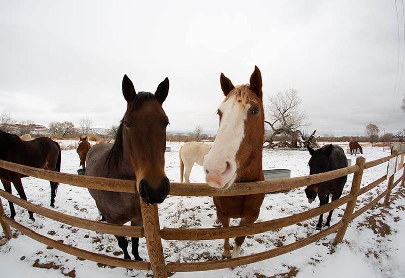 horse-riding-31