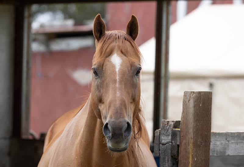 horse-riding-32
